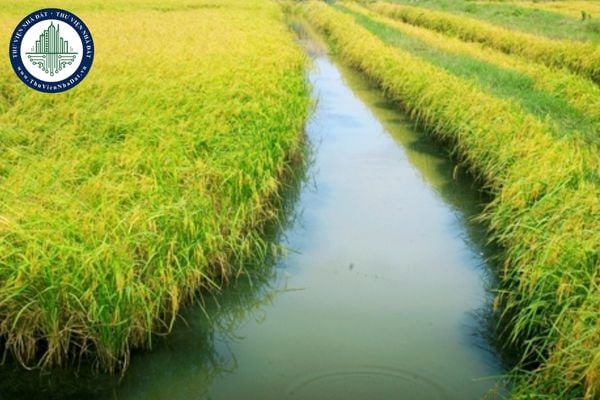 Sửa đổi quy định kế hoạch chuyển đổi cơ cấu cây trồng, vật nuôi trên đất trồng lúa theo Nghị định 226/2025