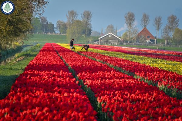 Quốc gia nào nổi tiếng với hoa Tulip và cối xay gió? Mua hoa Tulip làm quà mừng khai trương của hàng tại TP Vinh được không?