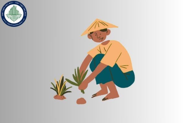 Trách nhiệm của Quỹ Hỗ trợ nông dân sau khi đã có quyết định giải thể được quy định như thế nào?