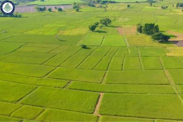 1 công ruộng ở An Giang bằng bao nhiêu mét vuông?