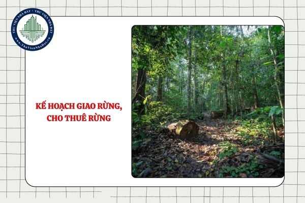 Kế hoạch giao rừng, cho thuê rừng từ 27/11/2025 được xây dựng như thế nào?