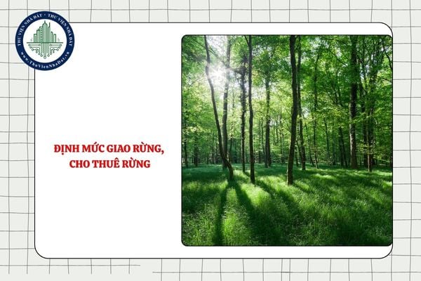 Tra cứu bảng Định mức giao rừng, cho thuê rừng mới nhất từ 27/11/2025