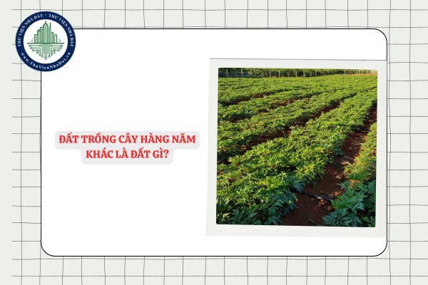 Đất trồng cây hàng năm khác là đất gì?