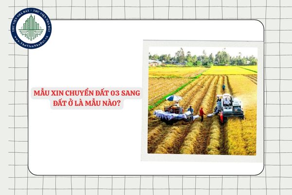 Mẫu xin chuyển đất 03 sang đất ở là mẫu nào? Tải File word