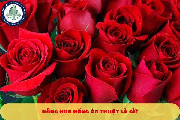 Bông hoa hồng ảo thuật là gì?