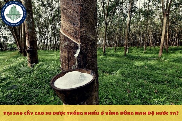 Tại sao cây cao su được trồng nhiều ở vùng Đông Nam Bộ nước ta?