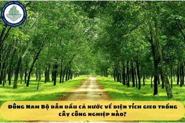 Đông Nam Bộ dẫn đầu cả nước về diện tích gieo trồng cây công nghiệp nào?