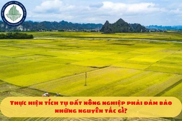 Thực hiện tích tụ đất nông nghiệp phải đảm bảo những nguyên tắc gì?