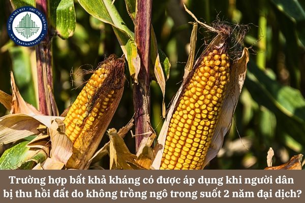 Trường hợp bất khả kháng có được áp dụng khi người dân bị thu hồi đất do không trồng ngô trong suốt 2 năm đại dịch?