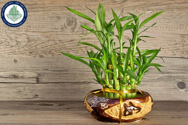 7 loại cây xanh hợp phong thủy giúp thanh lọc không khí