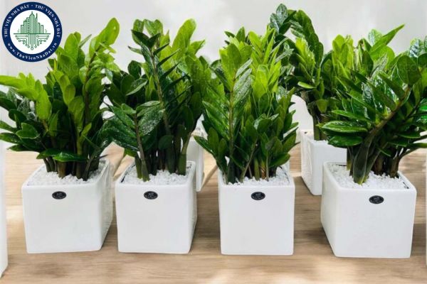 7 loại cây xanh hợp phong thủy giúp thanh lọc không khí