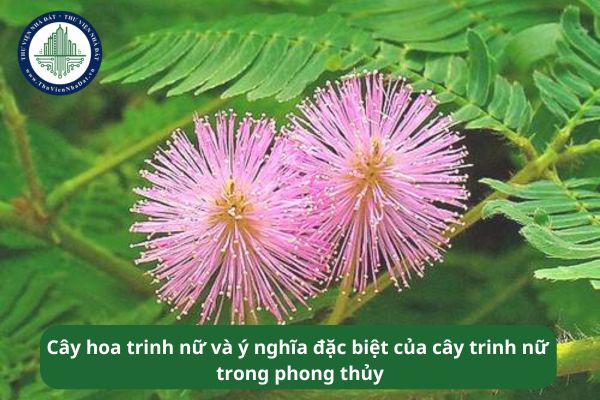 Cây hoa trinh nữ và ý nghĩa đặc biệt của cây trinh nữ trong phong thủy 