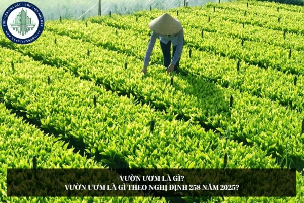 Vườn ươm là gì? Vườn ươm là gì theo Nghị định 258 năm 2025?