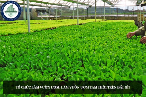 Tổ chức làm vườn ươm, làm vườn ươm tạm thời trên đất gì?