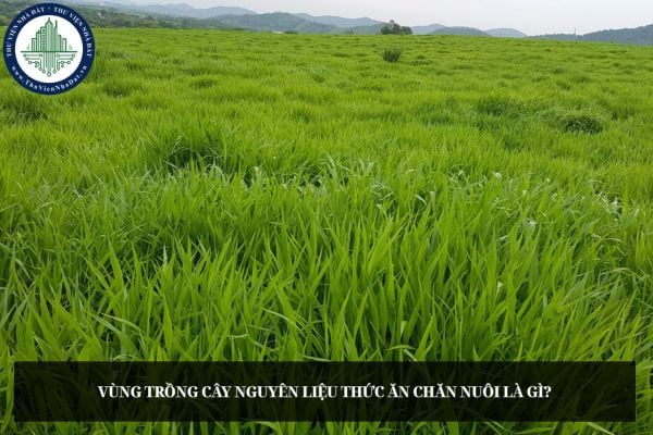 Vùng trồng cây nguyên liệu thức ăn chăn nuôi là gì?