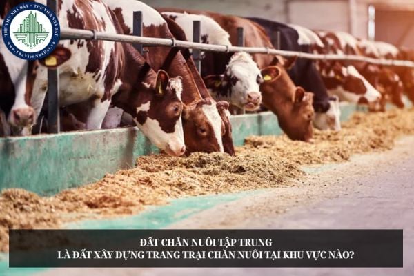 Đất chăn nuôi tập trung là đất xây dựng trang trại chăn nuôi tại khu vực nào?