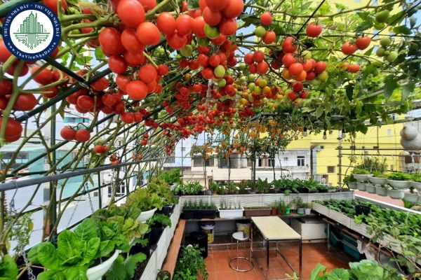 Sân thượng là gì? Top 5 mẫu thiết kế sân thượng đẹp năm 2025
