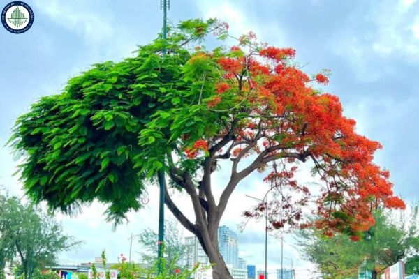 Tiết Lập Hạ là gì và ngày Lập Hạ bắt đầu khi nào?