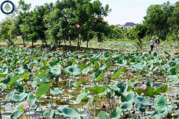 Đơn giá, mức bồi thường thiệt hại cây trồng, vật nuôi khi Nhà nước thu hồi đất tỉnh Đồng Tháp
