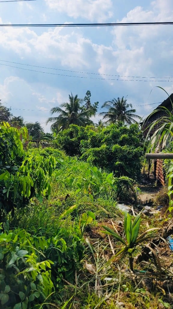 Chủ ngộp, bán gấp đất gần cầu Ba Láng, Cái Răng, 500m2 sổ hồng riêng, giá đầu tư chỉ 770tr