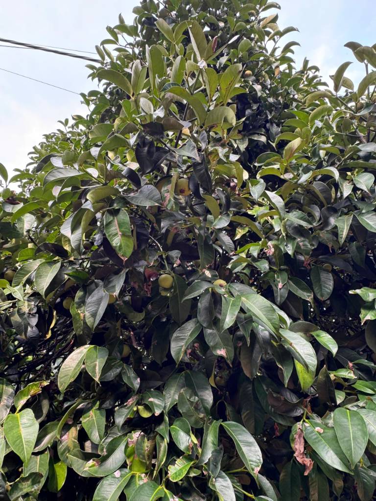 thuviennhadat.vn