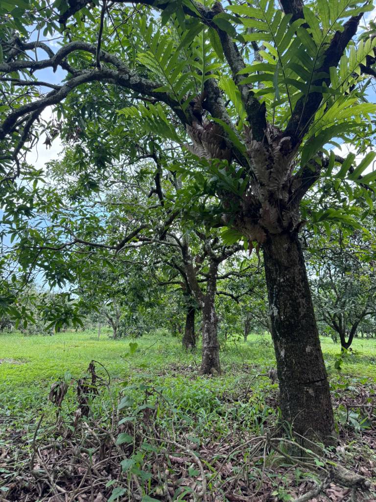 thuviennhadat.vn