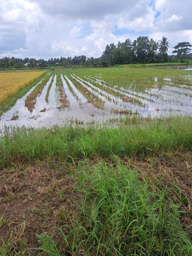 Bán đất ruộng cách đường nhựa 90m