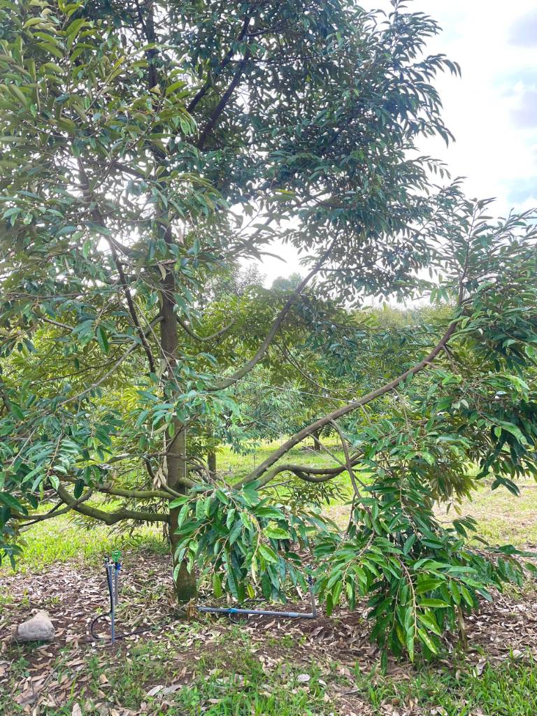 Bán siêu phẩm mặt đường 351, Kiều Đông Hồng Thái, An Dương, Hải Phòng, 115m², giá 5,06 tỷ