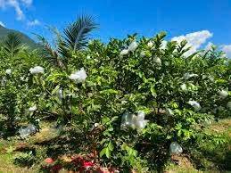 thuviennhadat.vn