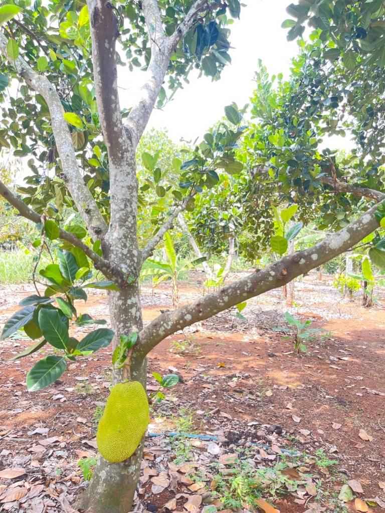 thuviennhadat.vn