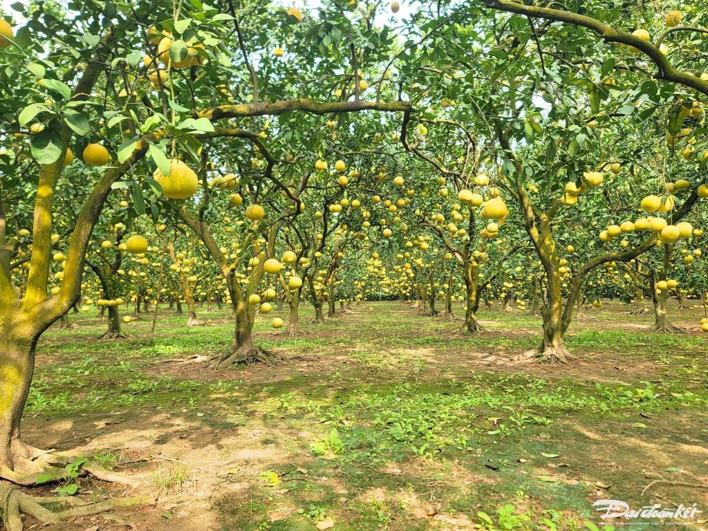 Bán gấp 9.000m² đất vườn xã Đồng Tâm, Đồng Phú – Giá chỉ 400 triệu