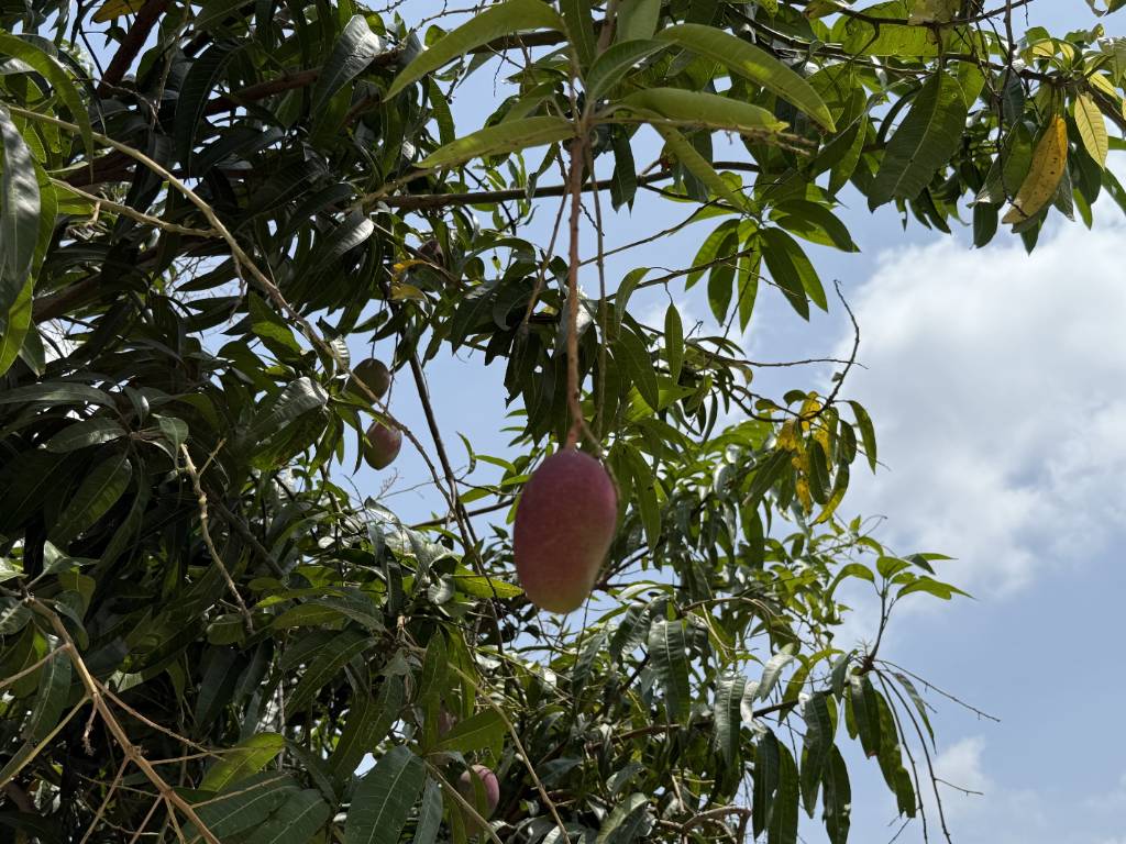 thuviennhadat.vn