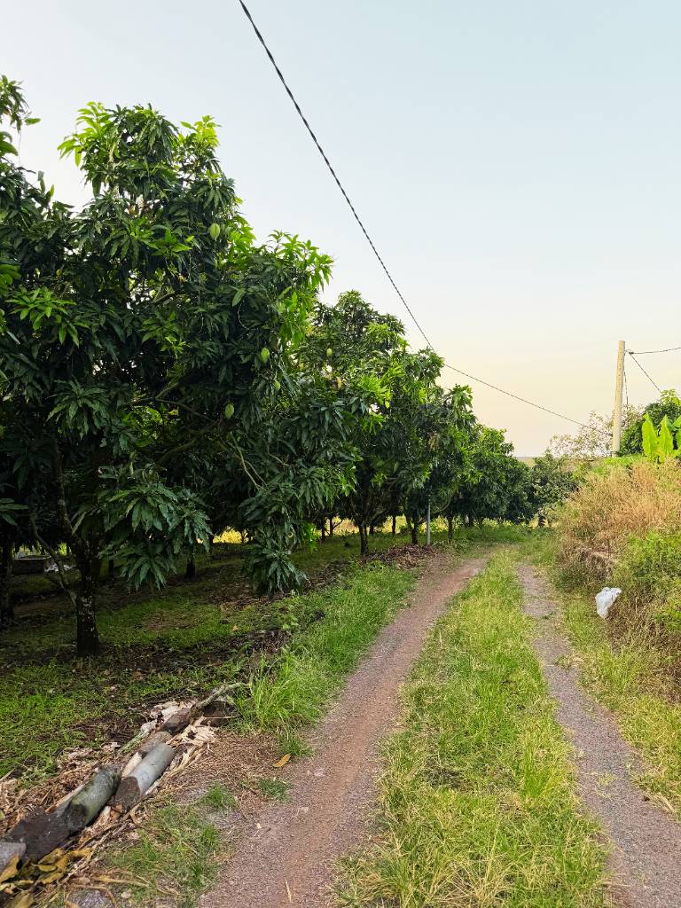 thuviennhadat.vn