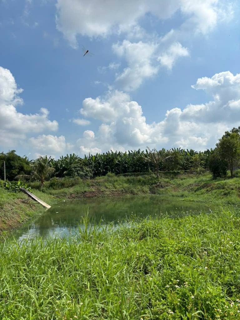 Cần bán gấp vườn mít lâu năm tại Phú Túc - Định Quán - Giá tốt, sổ hồng riêng, hỗ trợ vay ngân hàng