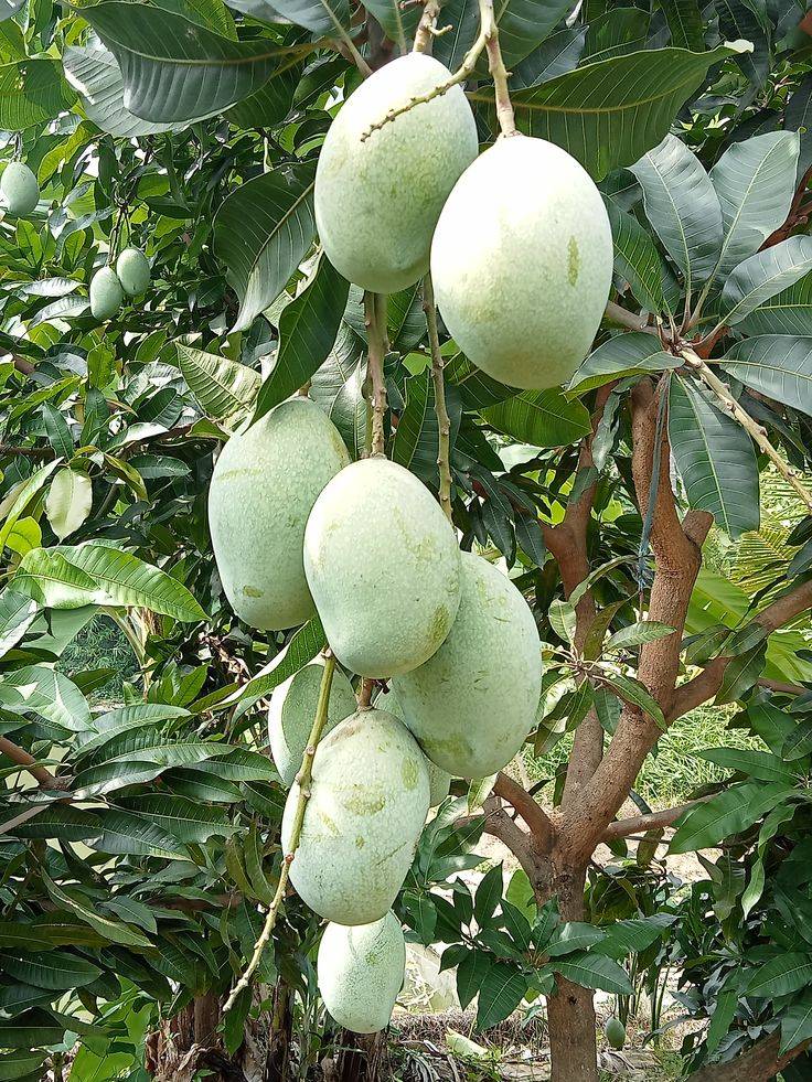 Vườn cây ăn trái xum xuê tại Định Quán, chủ bán gấp giá rẻ chỉ 650tr sào, ngân hàng hỗ trợ vay