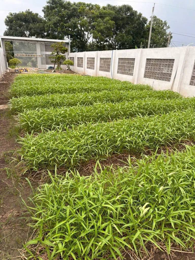 300m2 đất thổ cư mặt tiền Kênh Đại Hội, xã Thuận Thành, Cần Giuộc giá 1,9 tỷ
