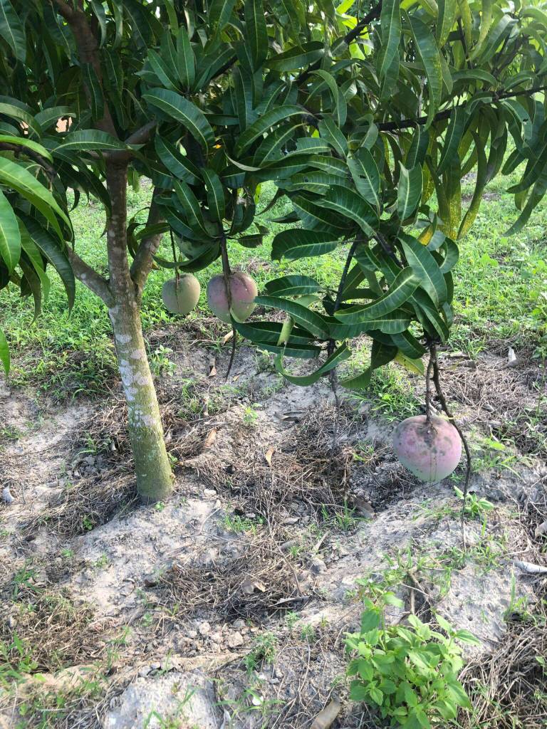 Farm vườn trái cây đẹp, đường lớn Giá Rẻ - Ninh Hưng - Ninh Hòa - Khánh Hòa