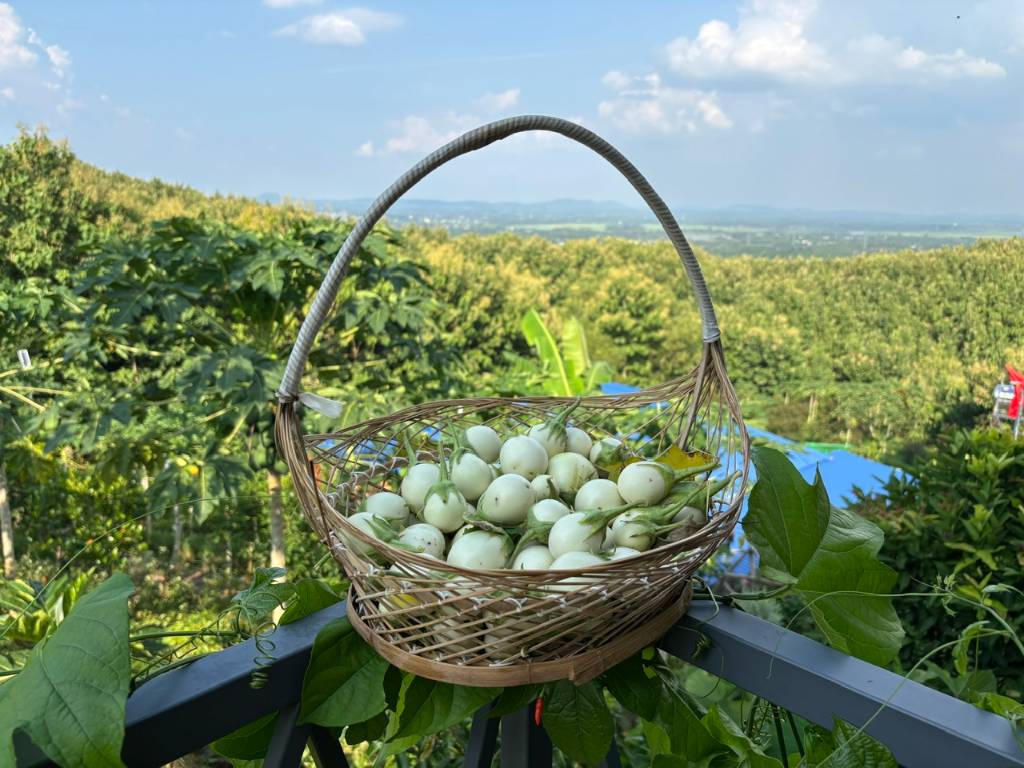Đất vườn nghỉ dưỡng view suối & thung lũng Xoài siêu chill tại La Ngà, Định Quán