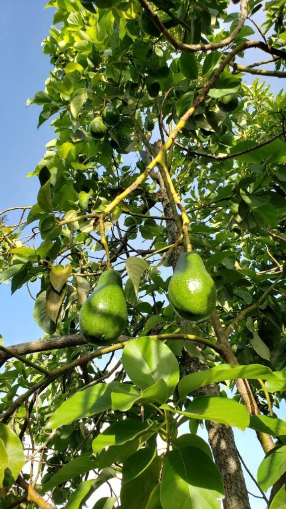 SIÊU PHẨM NGHỈ DƯỠNG – ĐẤT VƯỜN GIÁP SUỐI, VIEW ĐỒI, CHỈ TỪ 1TR/M²