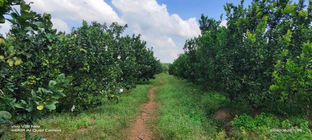 BÁN 7 HA – ĐẤT ĐANG TRỒNG CAM, CHANH, BƯỞI, THU ĐƯỢC 4 MÙA – GẦN HỒ THỦY ĐIỆN TRỊ AN - ĐỒNG NAI