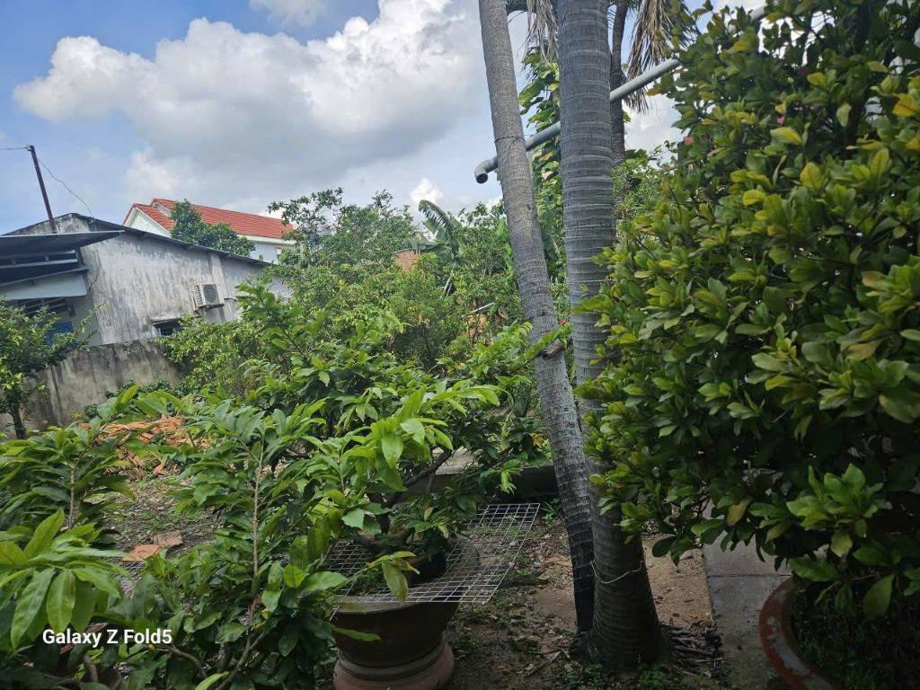 Bán đất Phú Hòa, Thủ Dầu Một, Bình Dương, 990m², thổ cư 188m², nở hậu 30m, giá 14 tỷ TL