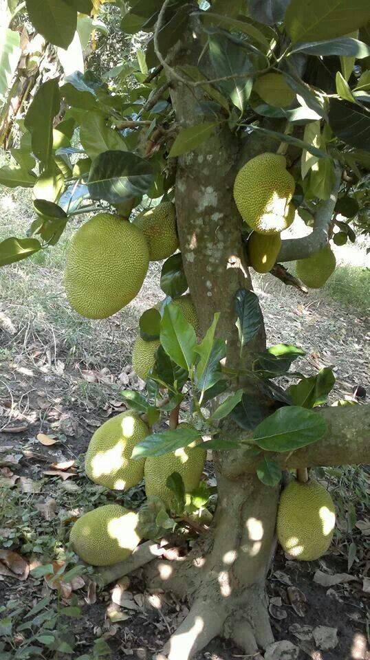 4.500m² ĐẤT VƯỜN ĐỊNH QUÁN CÓ SẴN CÂY ĂN TRÁI, GIÁ CHỈ 400TR/1000m²