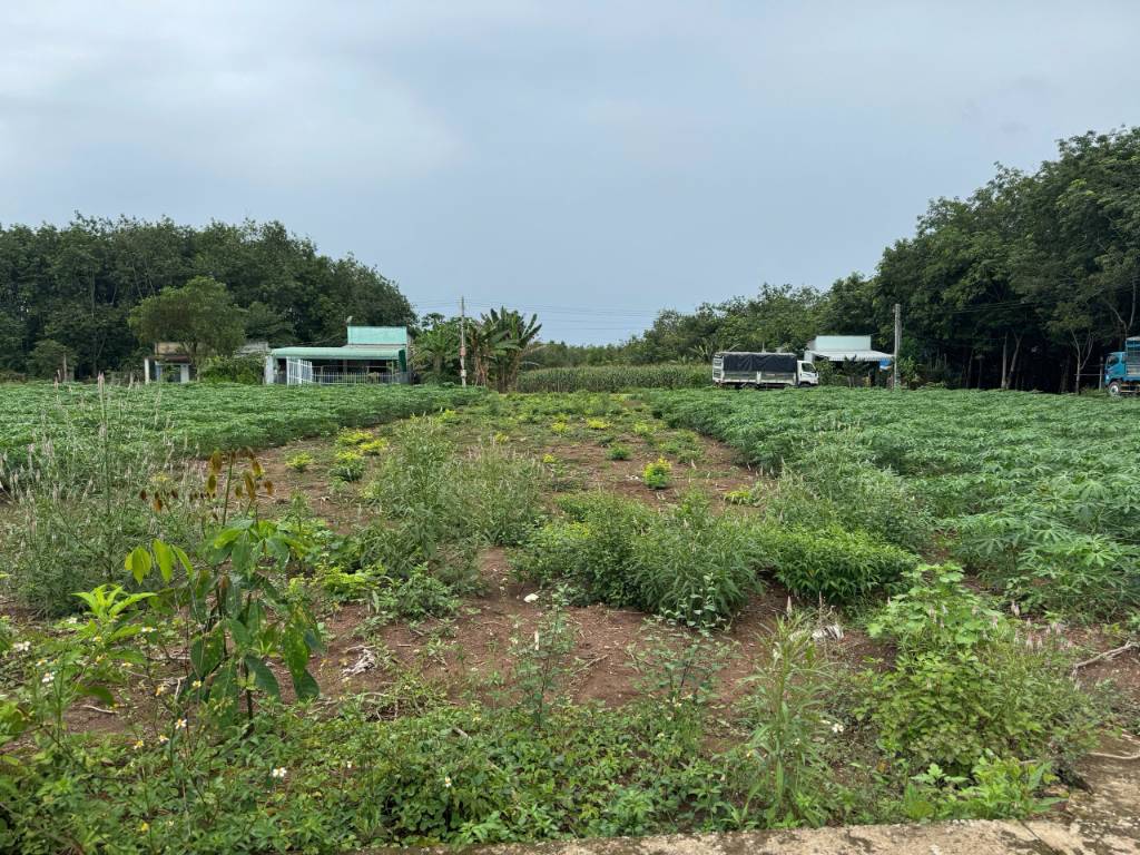 Ngộp! Chú Tuấn gửi bán 1230m2 đất sào, sẵn 150TC TP. HCM, cách ĐH507 hơn 500m, có suối - 850tr