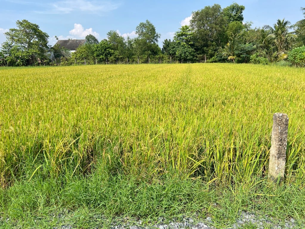 Bán đất rộng 493m2 full thổ cư giá rẻ 1,3 tỷ