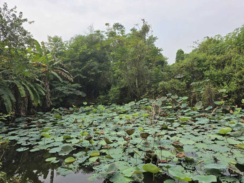 BÁN NHÀ CẤP 4 + 300m² THỔ CƯ – 800m² ĐẤT, CÓ AO SEN – CÁCH DT767 CHỈ 200m – GIÁ 1.8 TỶ