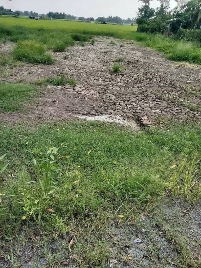 Bán đất thổ cư mt Nguyễn Văn Thậm , xã Phước Hậu dt 106,5m2 giá 1,35 tỷ