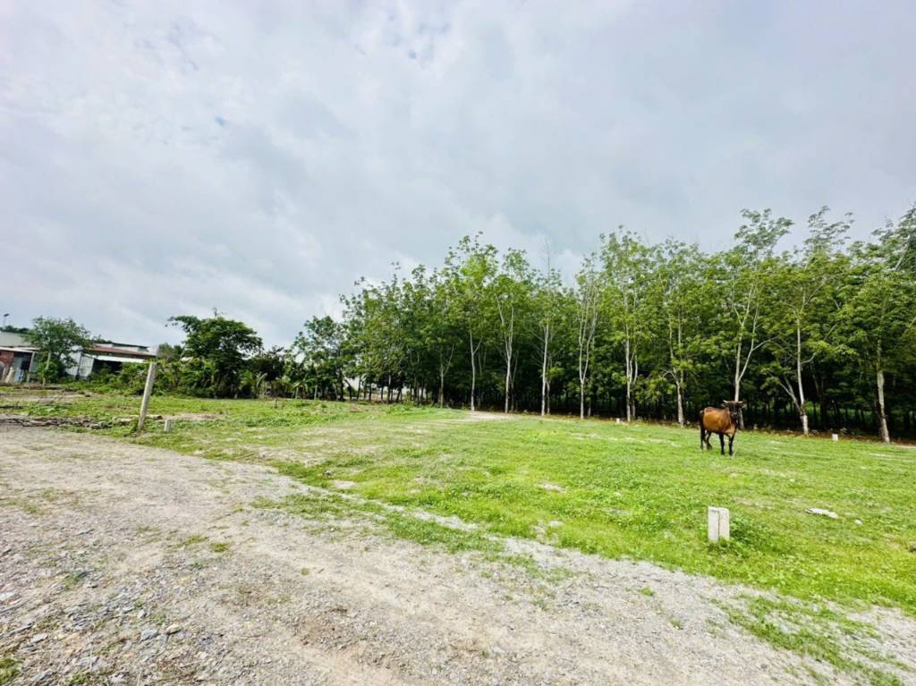 Bán đất Phước Đông, Gò Dầu, 110m2 thổ cư, ngay gần cổng KCN Phước Đông, 580tr