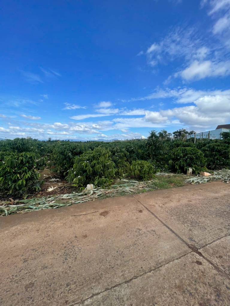 Bán đất xã Tân Hội, Đức Trọng, Lâm Đồng, 150m2 full thổ cư, shr, giá mềm