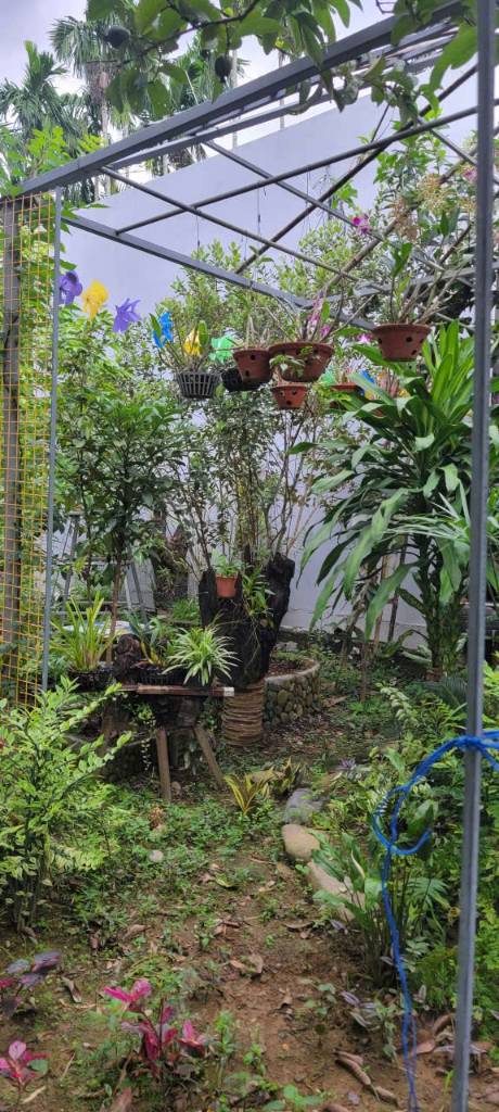 CHÍNH CHỦ BÁN VƯỜN CÂY ĂN TRÁI – HÒA NINH, HÒA VANG, ĐÀ NẴNG