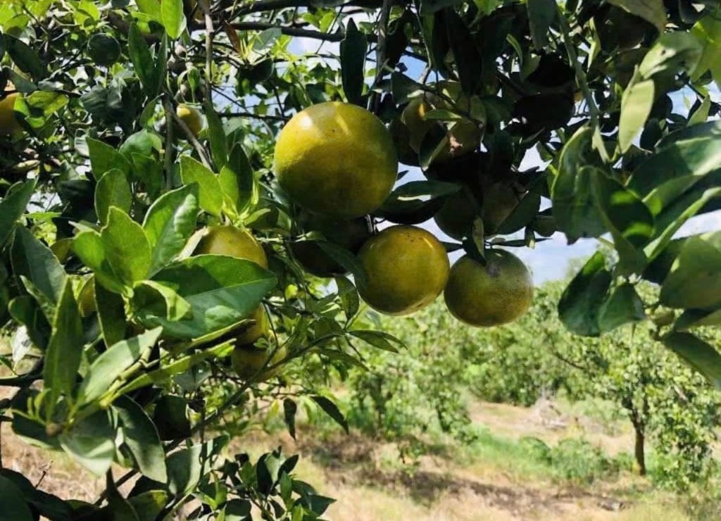 Chính chủ bán gấp nhà vườn DT 500m2 giá chỉ 400Tr, gần TTTM Vincom, Sát Ql 13, Sổ sẵn, SHR.